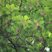 Dipterocarpus zeylanicus Thwaites